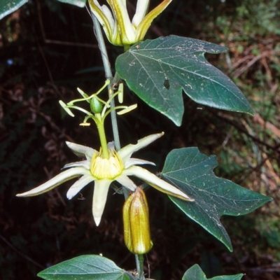 Passiflora herbertiana subsp. herbertiana (Native Passionfruit) at Bodalla State Forest - 26 Sep 2001 by BettyDonWood