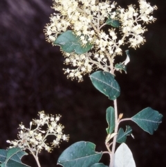Pomaderris bodalla (Bodalla Pomaderris) at Bodalla State Forest - 24 Sep 2001 by BettyDonWood