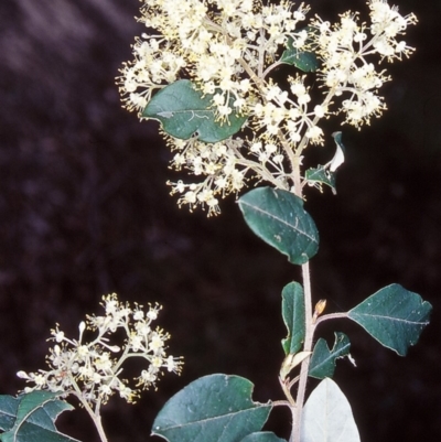 Pomaderris bodalla (Bodalla Pomaderris) at Bodalla State Forest - 24 Sep 2001 by BettyDonWood