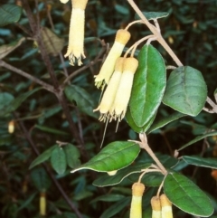 Correa lawrenceana var. cordifolia (Pink Mountain-correa) at Badja State Forest - 17 Sep 1998 by BettyDonWood