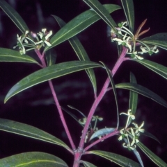 Tasmannia lanceolata (Mountain Pepper) at Badja State Forest - 12 Oct 1997 by BettyDonWood