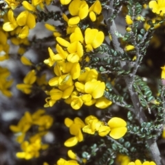 Bossiaea foliosa (Leafy Bossiaea) at Countegany, NSW - 22 Nov 1997 by BettyDonWood
