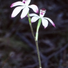 Caladenia moschata (Musky Caps) at Countegany, NSW - 22 Nov 1997 by BettyDonWood