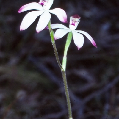 Caladenia gracilis (Musky Caladenia) at Countegany, NSW - 21 Nov 1997 by BettyDonWood