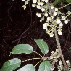 Rubus nebulosus (A Native Raspberry) at Bodalla State Forest - 7 Oct 2000 by BettyDonWood