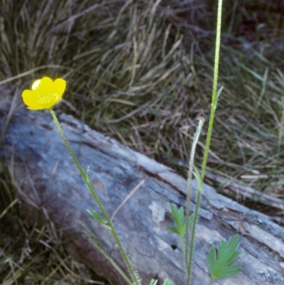 Ranunculus graniticola (Granite Buttercup) at Countegany, NSW - 21 Nov 1997 by BettyDonWood