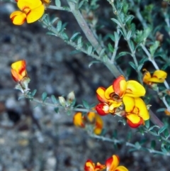 Mirbelia oxylobioides (Mountain Mirbelia) at Countegany, NSW - 3 Nov 1998 by BettyDonWood