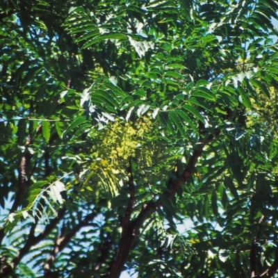 Polyscias murrayi (Pencil Cedar) at Bodalla State Forest - 5 Feb 1999 by BettyDonWood