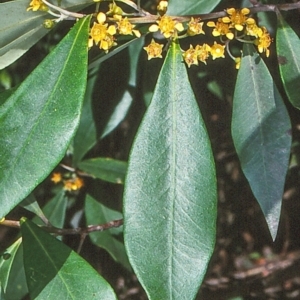 Tristaniopsis collina at Box Cutting Rainforest Walk - 21 Dec 1997 12:00 AM