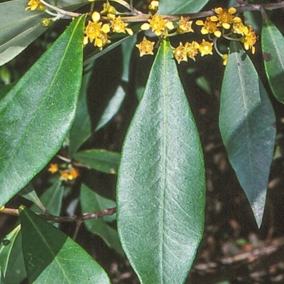 Tristaniopsis collina (Hill Kanuka) at Box Cutting Rainforest Walk - 20 Dec 1997 by BettyDonWood