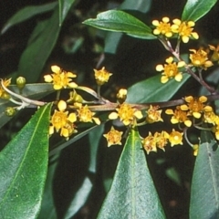 Tristaniopsis collina at Box Cutting Rainforest Walk - 21 Dec 1997 12:00 AM