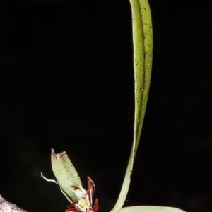 Plectorrhiza tridentata at Box Cutting Rainforest Walk - suppressed