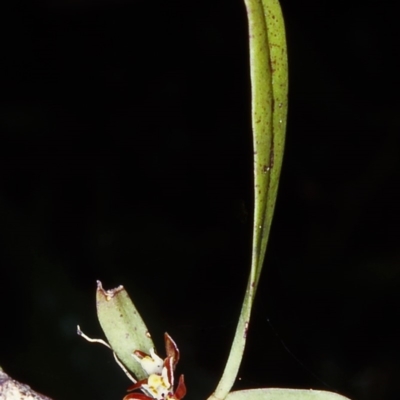 Plectorrhiza tridentata (Tangle Orchid) at Bodalla State Forest - 12 Oct 2001 by BettyDonWood