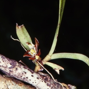 Plectorrhiza tridentata at Box Cutting Rainforest Walk - 13 Oct 2001