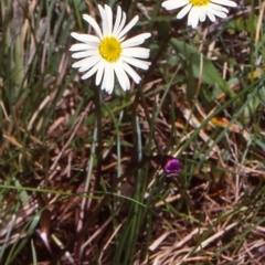 Brachyscome obovata (Baw baw daisy) at Badja State Forest - 10 Dec 1997 by BettyDonWood