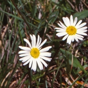 Brachyscome obovata at Badja State Forest - 11 Dec 1997 12:00 AM