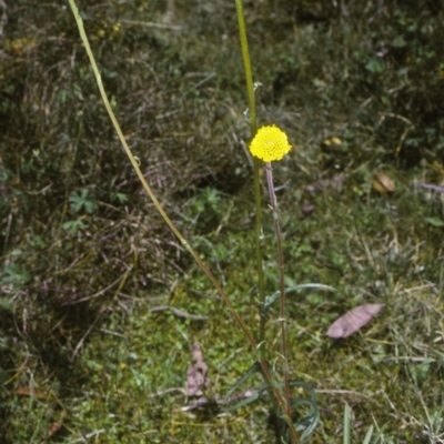 Craspedia gracilis (Slender Billy Buttons) at Badja State Forest - 11 Dec 1997 by BettyDonWood