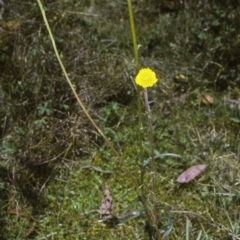Craspedia gracilis (Slender Billy Buttons) at Badja State Forest - 10 Dec 1997 by BettyDonWood