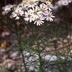 Olearia glandulosa (Swamp Daisy Bush) at Badja State Forest - 11 Feb 1998 by BettyDonWood