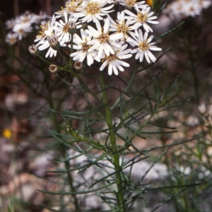 Olearia glandulosa at Badja State Forest - 11 Feb 1998