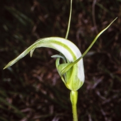 Pterostylis falcata (Sickle Greenhood) at Badja State Forest - 11 Dec 1997 by BettyDonWood