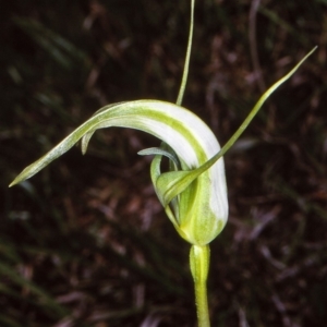 Pterostylis falcata at Badja State Forest - 11 Dec 1997