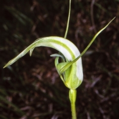 Pterostylis falcata (Sickle Greenhood) at Badja State Forest - 10 Dec 1997 by BettyDonWood