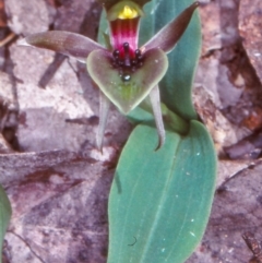Chiloglottis valida (Large Bird Orchid) at Badja State Forest - 3 Nov 1998 by BettyDonWood