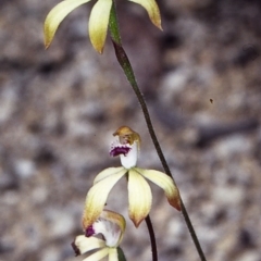 Caladenia hildae (Golden Caps) at Wadbilliga National Park - 3 Nov 1998 by BettyDonWood