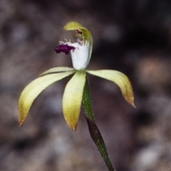Caladenia hildae at suppressed - 4 Nov 1998