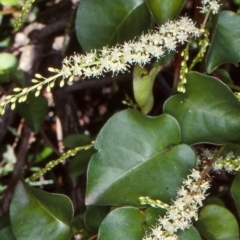 Anredera cordifolia (Madeira Vine) at North Narooma, NSW - 23 Mar 2000 by BettyDonWood