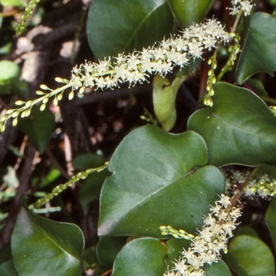 Anredera cordifolia (Madeira Vine ) at North Narooma, NSW - 23 Mar 2000 by BettyDonWood