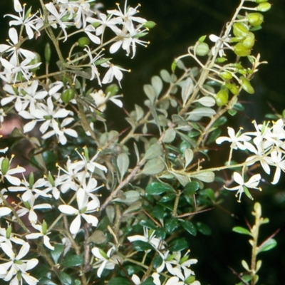 Bursaria spinosa subsp. lasiophylla (Australian Blackthorn) at Wadbilliga National Park - 10 Feb 1998 by BettyDonWood