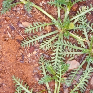 Cotula alpina at Countegany, NSW - 11 Feb 1998