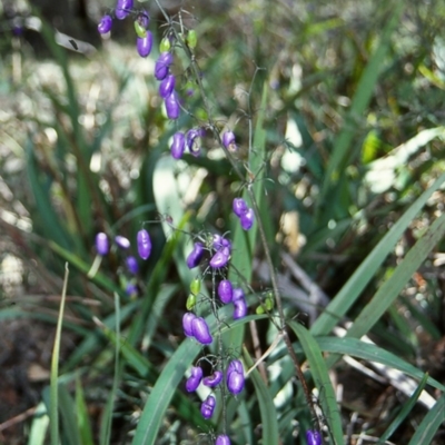 Dianella tasmanica (Tasman Flax Lily) at Wadbilliga National Park - 10 Feb 1998 by BettyDonWood