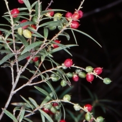 Leucopogon affinis (Lance Beard-heath) at Countegany, NSW - 11 Feb 1998 by BettyDonWood