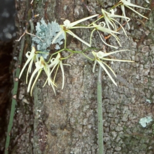 Dockrillia teretifolia at undefined - 9 Aug 1998