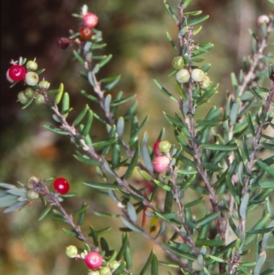 Acrothamnus hookeri (Mountain Beard Heath) at Wadbilliga National Park - 10 Feb 1998 by BettyDonWood