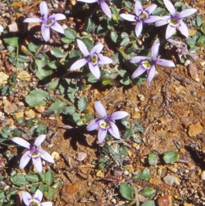 Isotoma fluviatilis subsp. australis at Countegany, NSW - 11 Feb 1998 12:00 AM