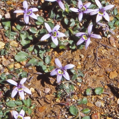 Isotoma fluviatilis subsp. australis (Swamp Isotome) at Countegany, NSW - 11 Feb 1998 by BettyDonWood