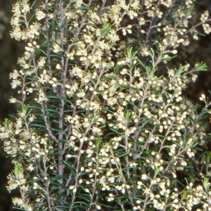 Pomaderris phylicifolia subsp. ericoides at Countegany, NSW - 22 Nov 1997