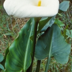Zantedeschia aethiopica (Arum Lily) at Narooma Region, NSW - 6 Aug 1998 by BettyDonWood