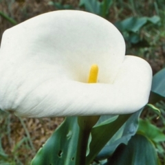 Zantedeschia aethiopica at undefined - 7 Aug 1998