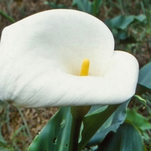 Zantedeschia aethiopica at undefined - 7 Aug 1998 12:00 AM