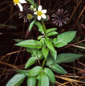 Bidens pilosa at undefined - 5 May 1998