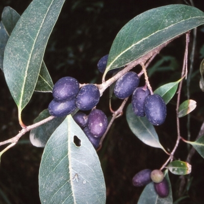 Notelaea venosa (Large Mock Olive) at Narooma Region, NSW - 19 Nov 1997 by BettyDonWood