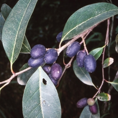 Notelaea venosa (Large Mock Olive) at Narooma Region, NSW - 18 Nov 1997 by BettyDonWood