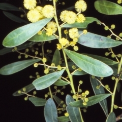 Acacia obtusata (Blunt-leaf Wattle) at Wadbilliga, NSW - 20 Aug 1997 by BettyDonWood