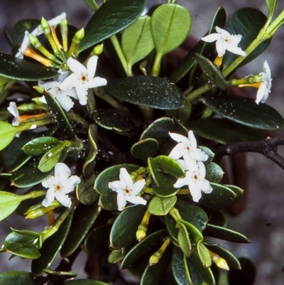 Alyxia buxifolia (Sea Box) at Eurobodalla National Park - 27 Oct 1997 by BettyDonWood