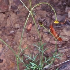 Glossocardia bidens (Cobbler's Tack) at Yowrie, NSW - 10 Nov 1998 by BettyDonWood